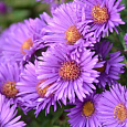 Астра кустарниковая Barrs Purple Астра кустарниковая Barrs Purple