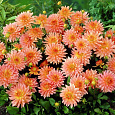 Георгина Декоративная Экстаз Георгина Декоративная Экстаз