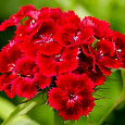 Гвоздика Турецкая Алая красавица