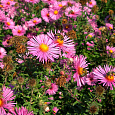 Астра кустарниковая Barrs Pink Астра кустарниковая Barrs Pink