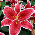 Лилия восточная Ред Айс Лилия восточная Ред Айс