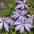 Клематис крупноцветковый Серафина Клематис крупноцветковый Серафина