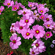 Космея Сенсация Розовая