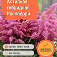 Астильба гибридная Распберри