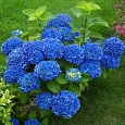 Гортензия крупнолистовая Либертин Блю Гортензия крупнолистовая Либертин Блю
