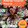 Живучка ползучая Махагон Живучка ползучая Махагон