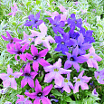 Петуния гибридная Звездный дождь