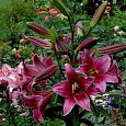 Лилия ОТ-гибрид Пурпл Принц