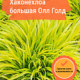 Хаконехлоа большая Олл Голд